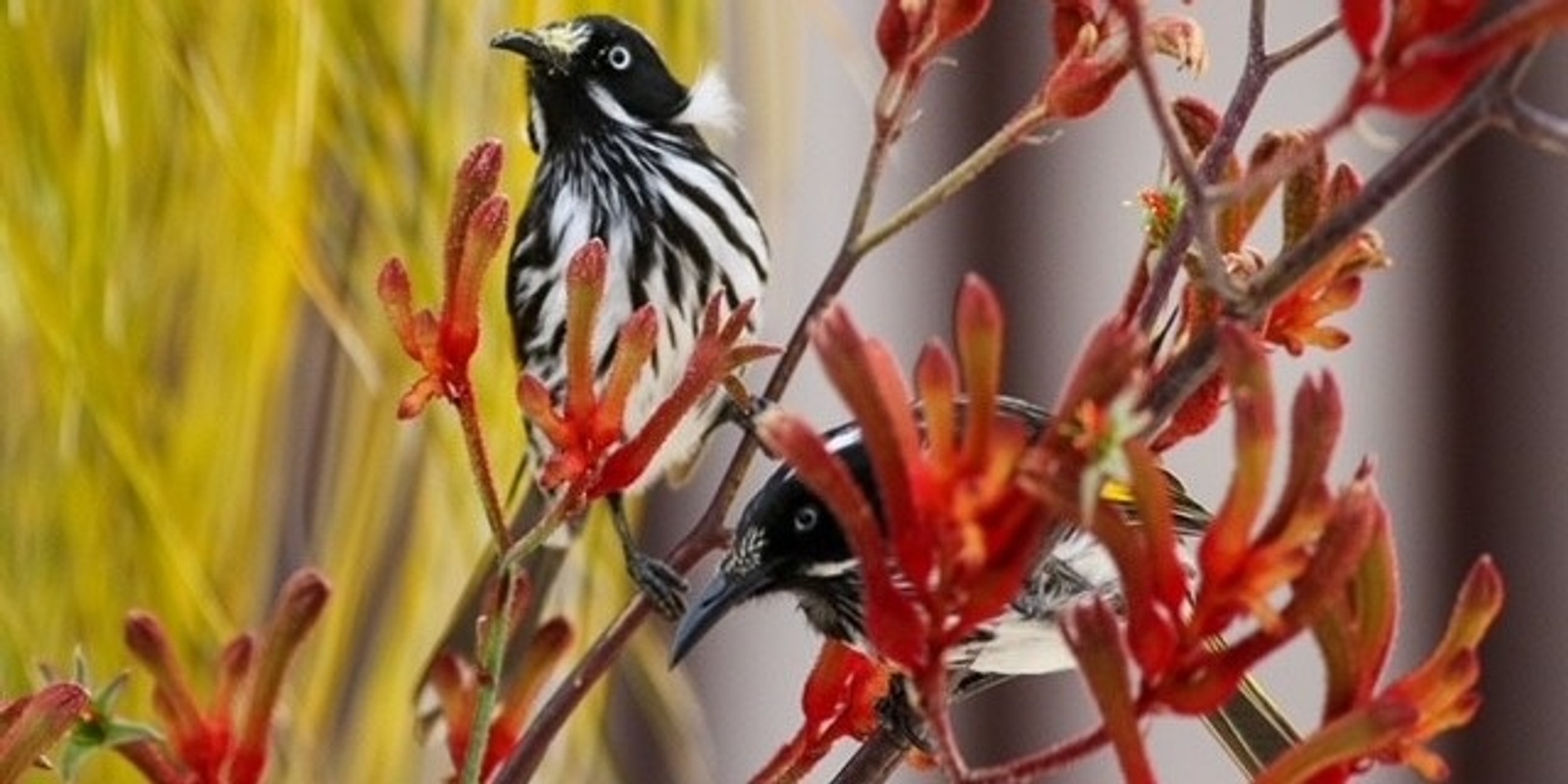 Banner image for BirdLife WA and Wildflower Society of WA - Quiz Night