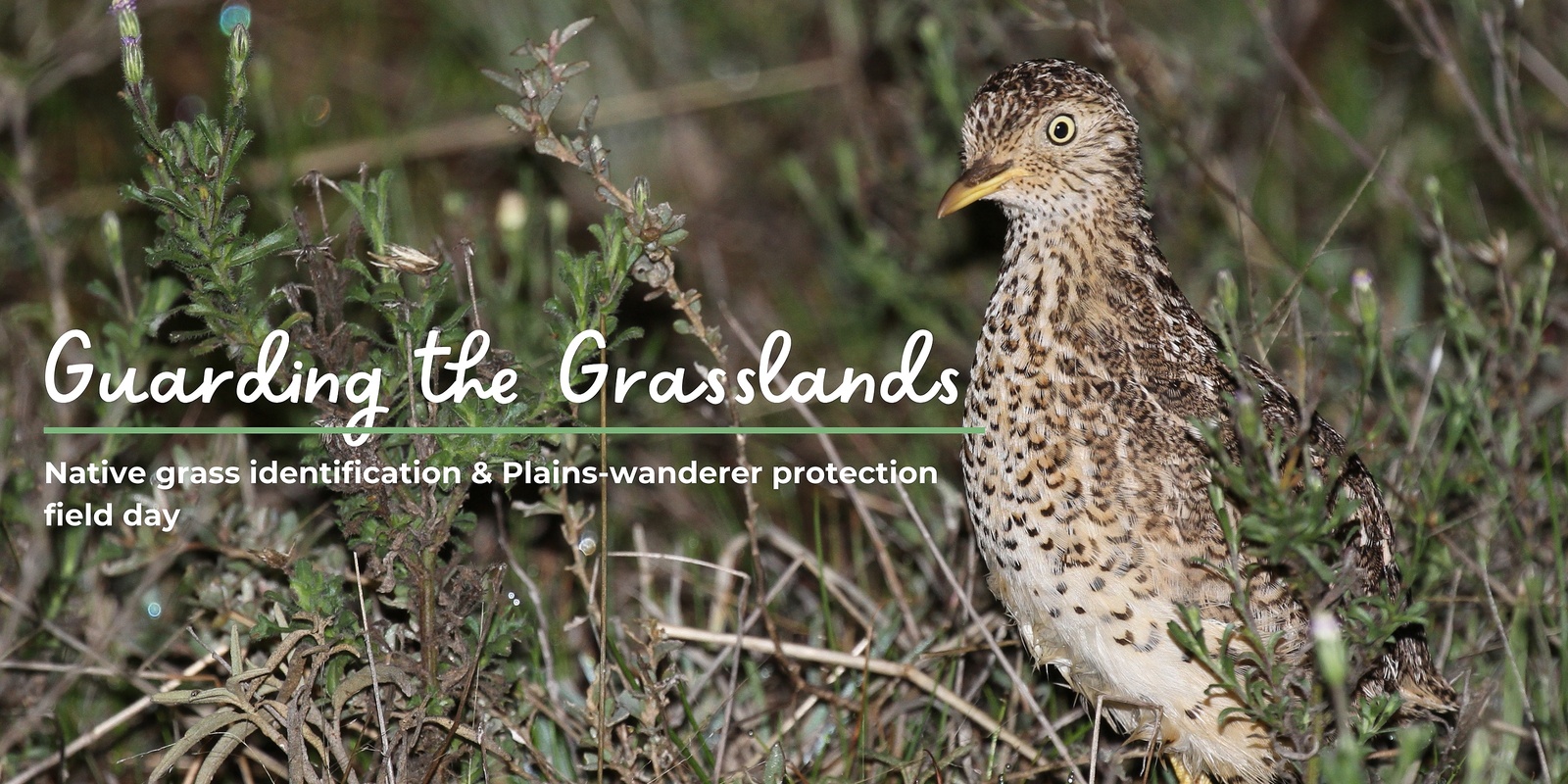 Banner image for Guarding the Grasslands: Native Grass Identification & Plains-wanderer Protection Field Day