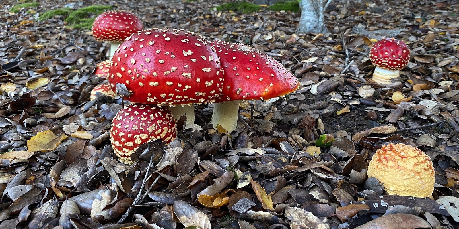 Banner image for Dec. 21st, 2024 - Wild Mushrooming at Salt Point 