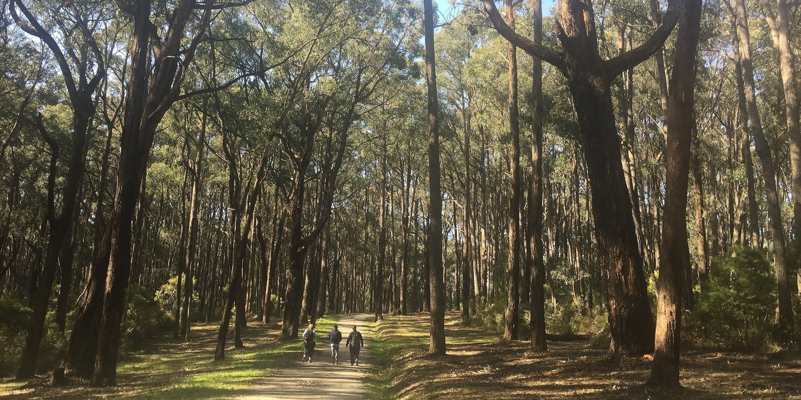 Banner image for Melbourne Cup Day Walk in the Dandenongs - Grade 3 (medium)