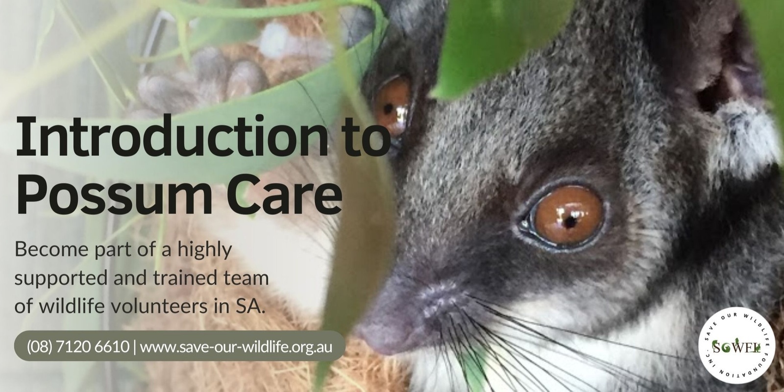 Banner image for Introduction to Possum Care