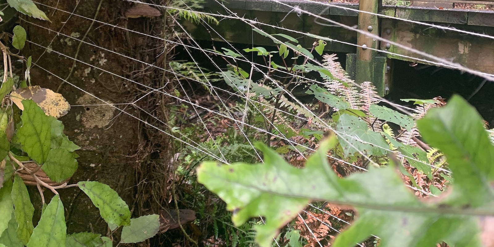 Banner image for Weaving With Weeds Workshop