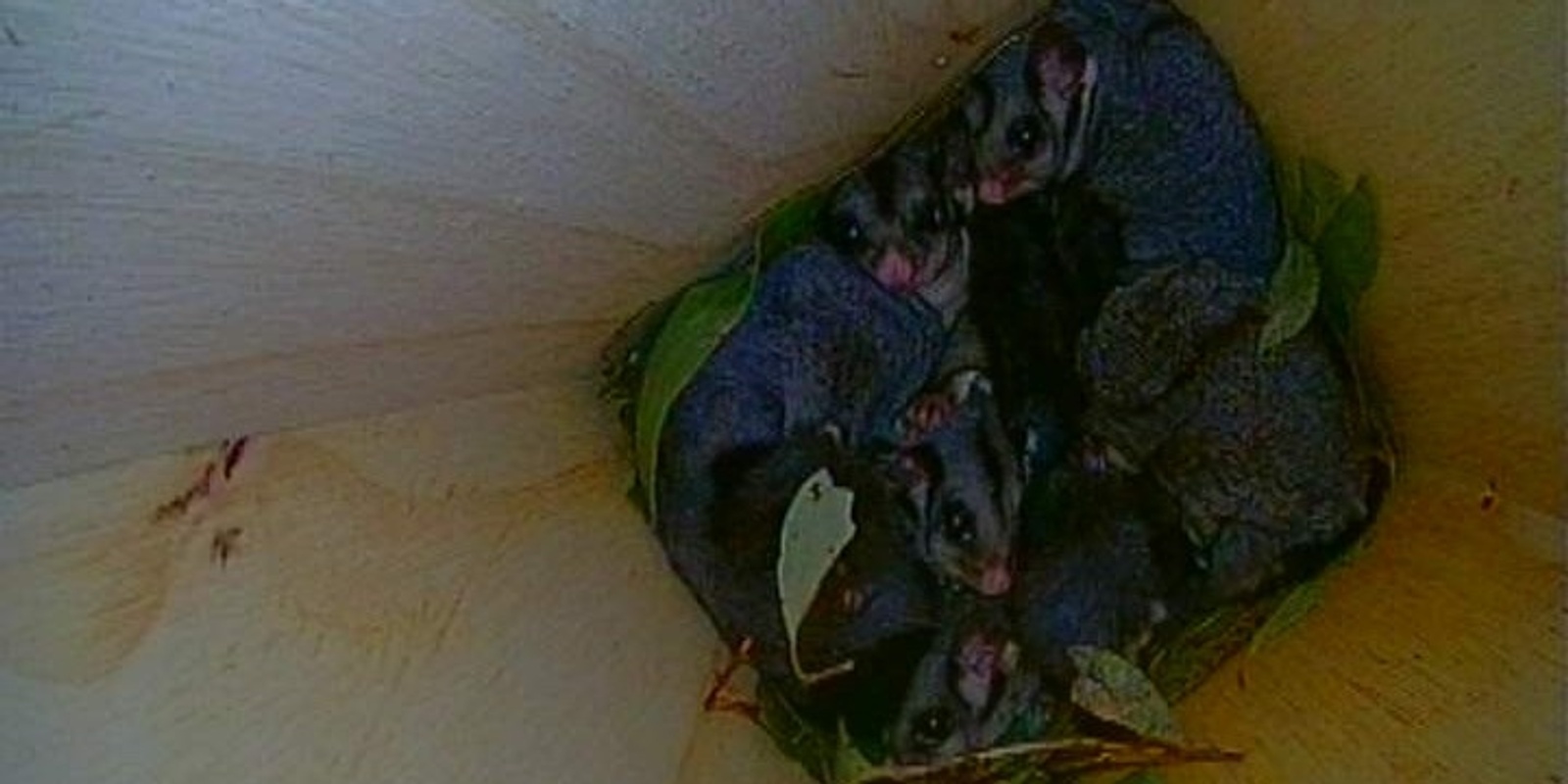 Banner image for Nest Box Survey