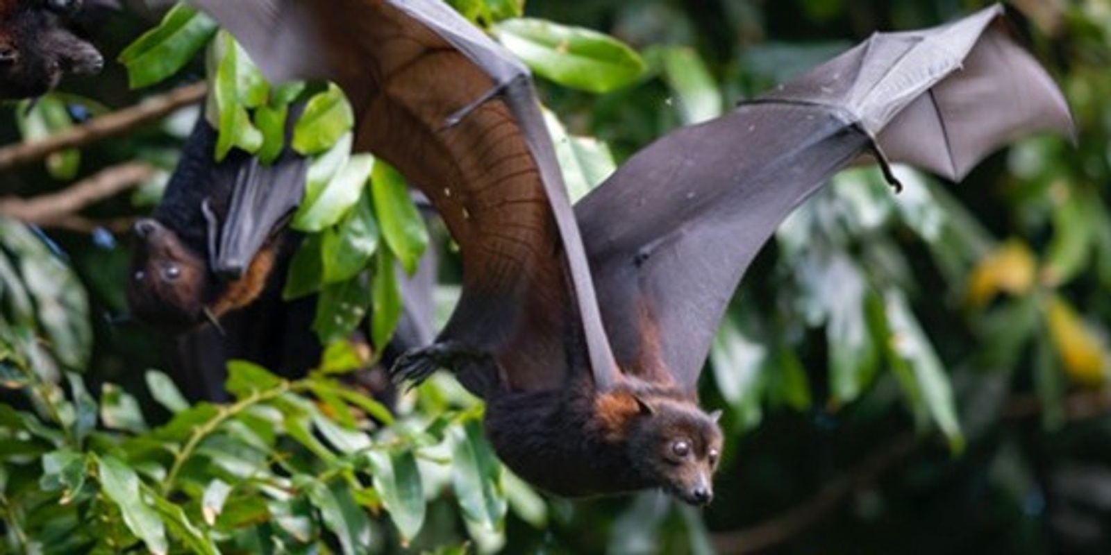 Banner image for Ian Beveridge Memorial Lecture - Hendra and beyond: The ecology of One Health approaches to bat viral spillover