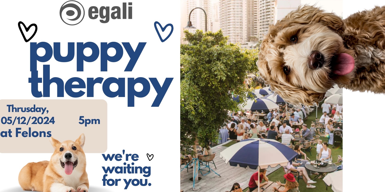 Banner image for Puppy Therapy at Felons