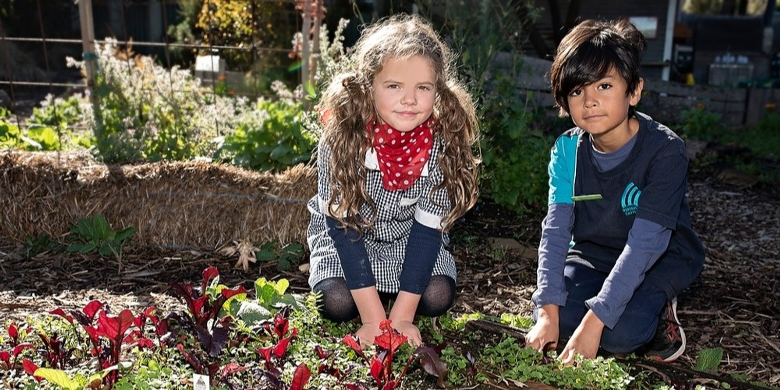 Banner image for School kitchen garden growing tips