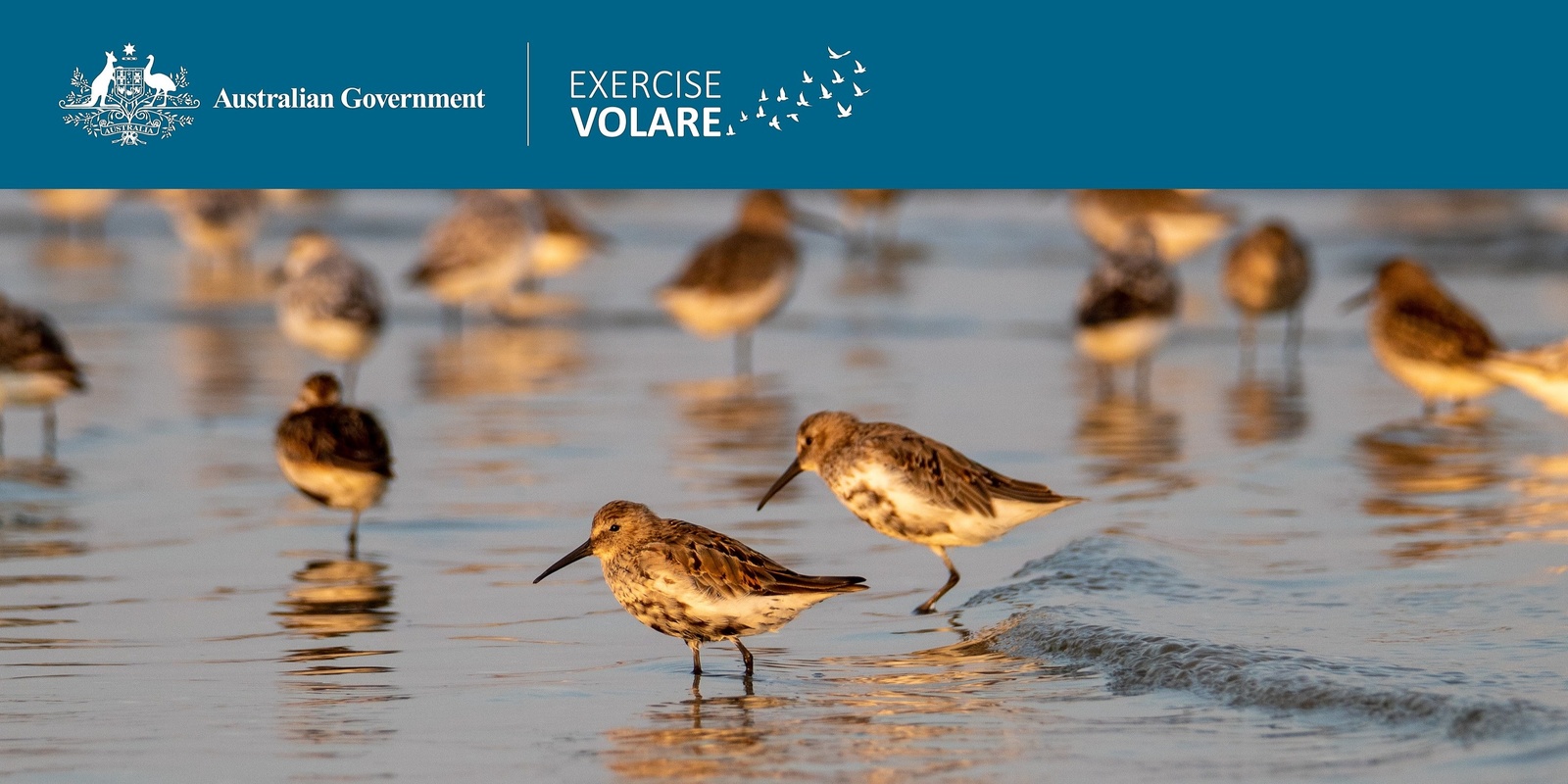 Banner image for Exercise Volare webinar: strengthening Australia’s preparedness for high pathogenic avian influenza