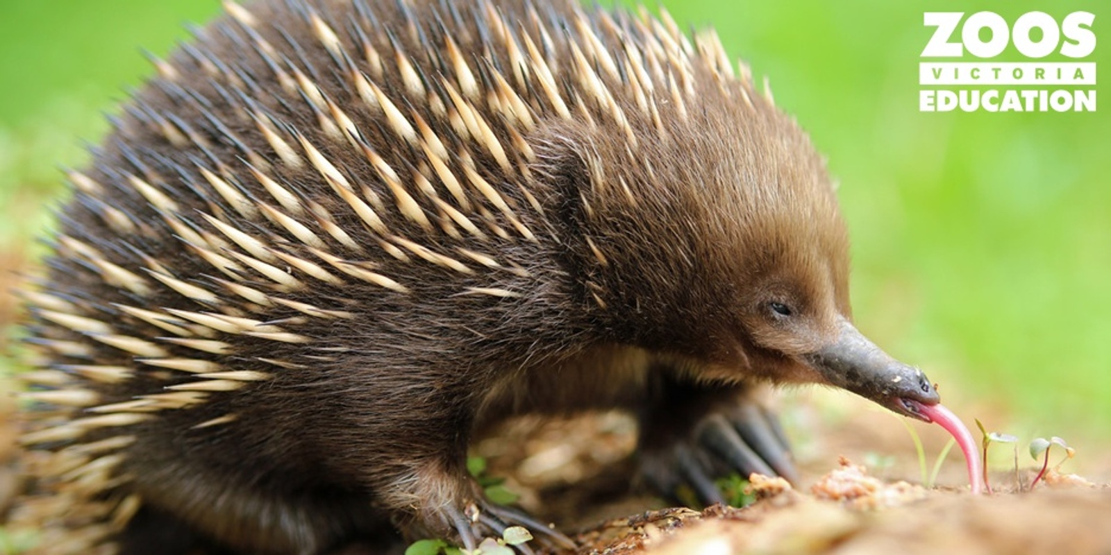 Banner image for Nature Play the Wurundjeri Way (Early Childhood) 2021