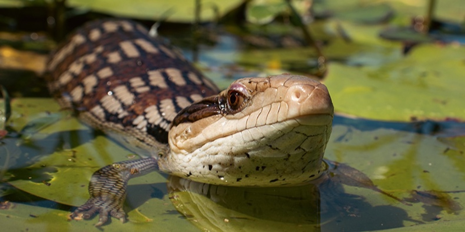 Banner image for Gardens for Wildlife Brimbank: Meet and Greet