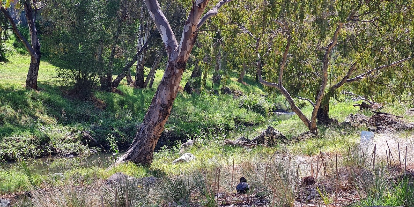 Banner image for Habitat Survey: Kororoit Creek