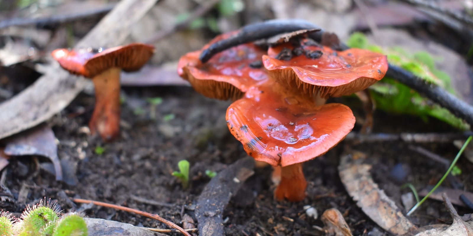 Banner image for Wild Webcap Fungi Foray 