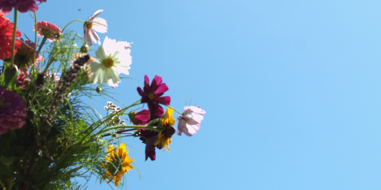 Banner image for Flower Picking Session - January 18th