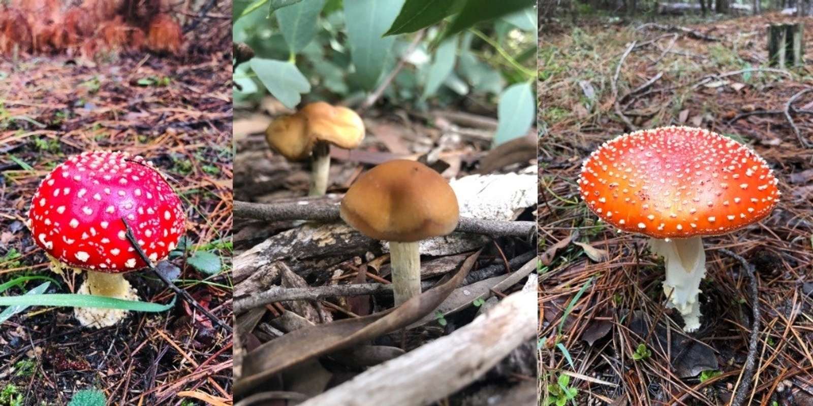 Banner image for Identifying Sacred and Medicinal Mushrooms in the wild