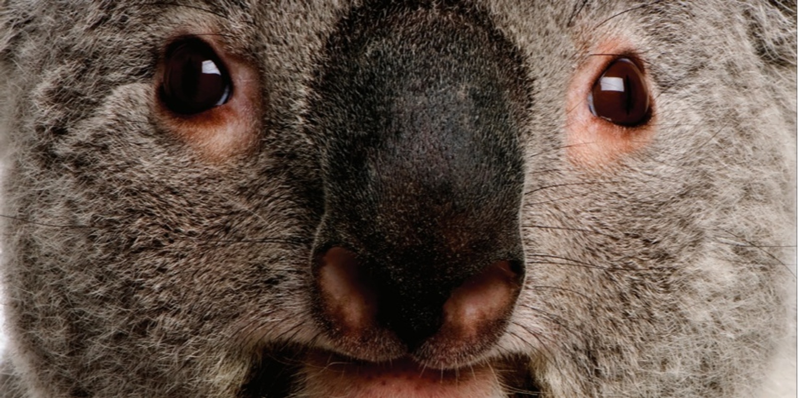 Banner image for 'The Koalas' - a story of survival -  Community Film Screening