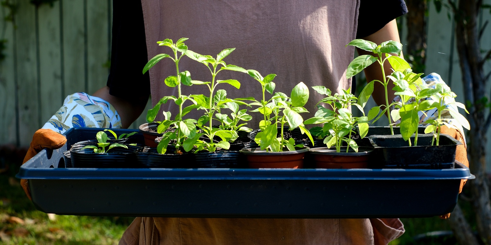 Banner image for Build your own herb garden for young people