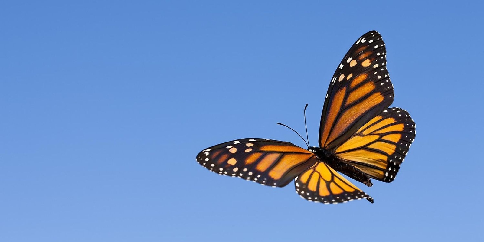 Banner image for The Pool Of Life Presents Family Constellations Liverpool - 1 Day Workshop (October)