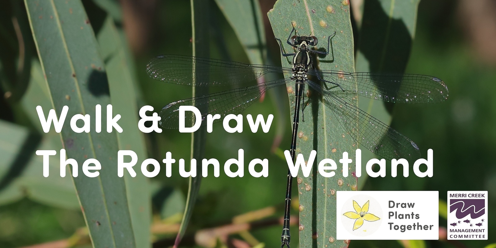 Banner image for Plant drawing workshop 🌿 The Rotunda Wetland