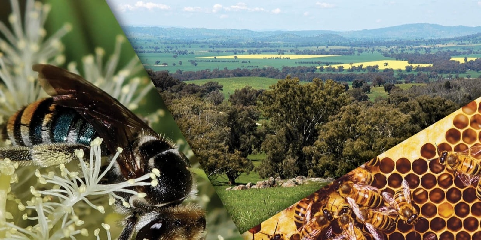 Banner image for Bee Friendly Farming for Livestock