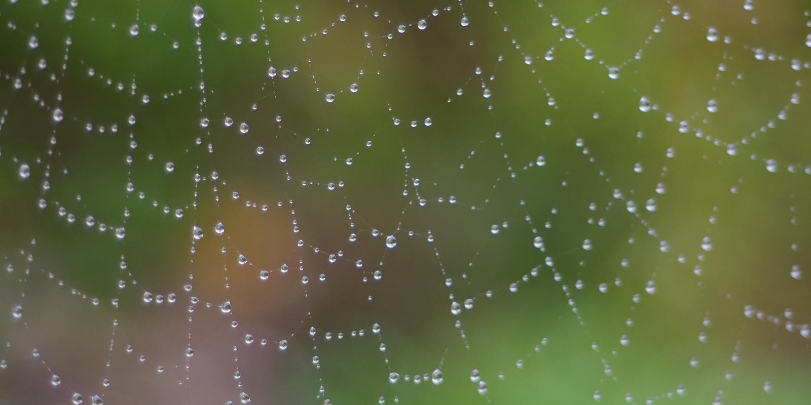 Banner image for Wander and Wonder: Forest Bathing and Deep Ecology in the Scrub