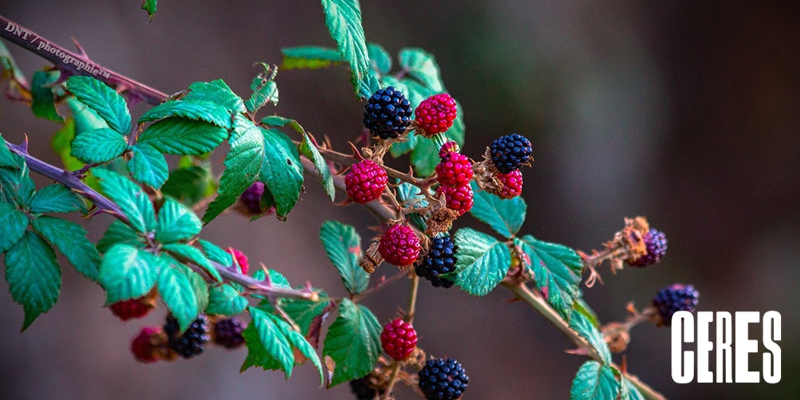 Banner image for Growing Berries