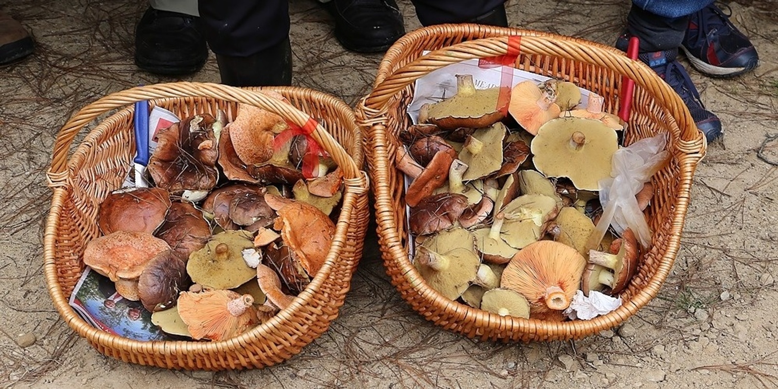 Banner image for Wild Mushroom Hunt May 28th - moved from June 3rd