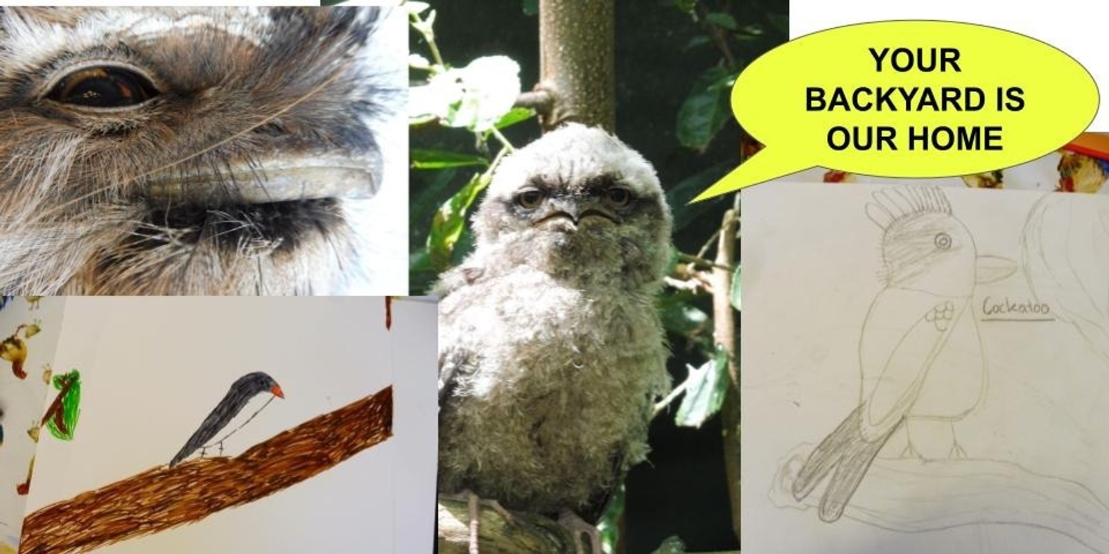 Banner image for BIRDS of our BACKYARDS - a drawing and more workshop with Rachel Bunney
