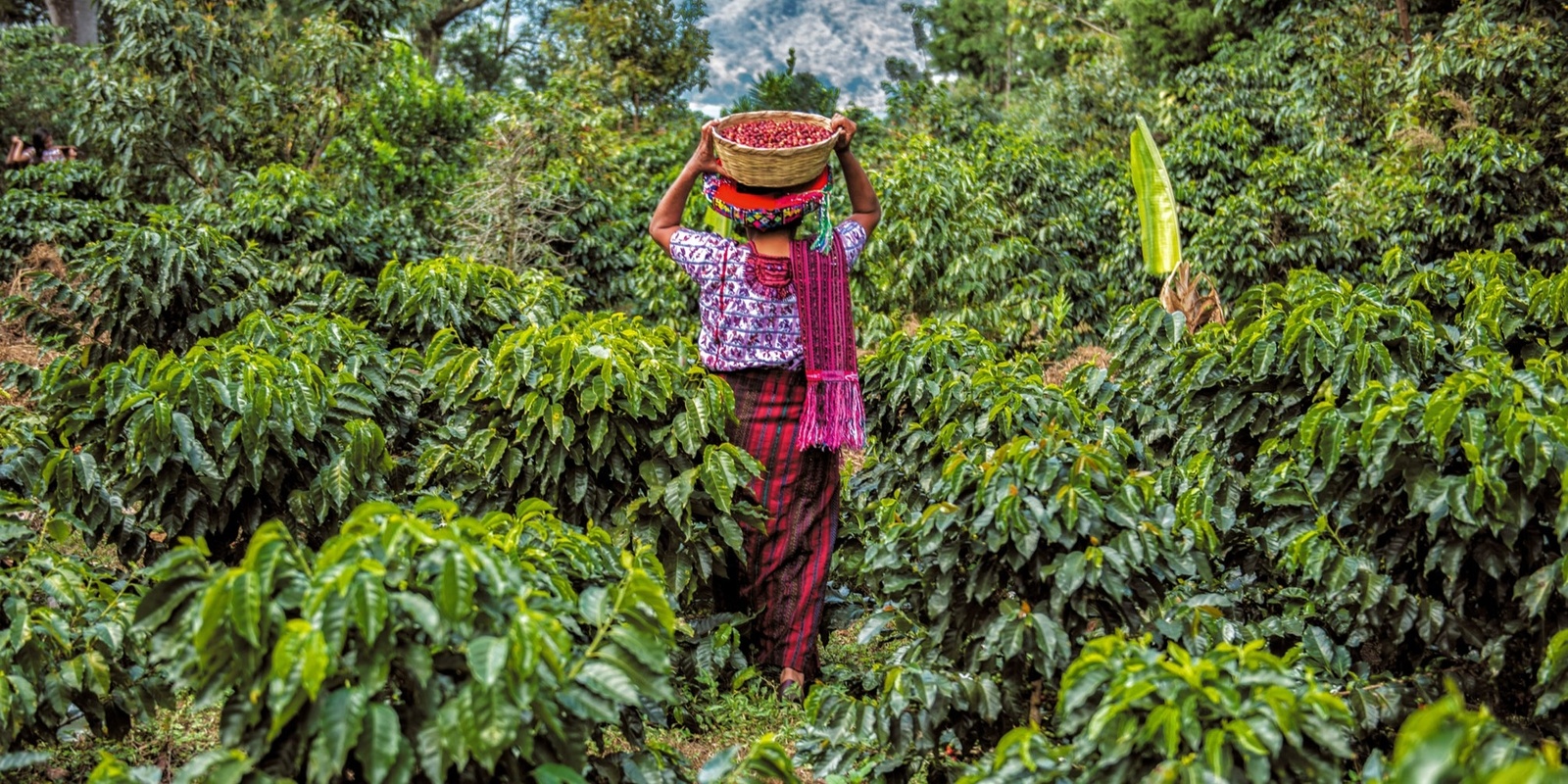 Banner image for Let's Explore Guatemalan Coffee with Effie's