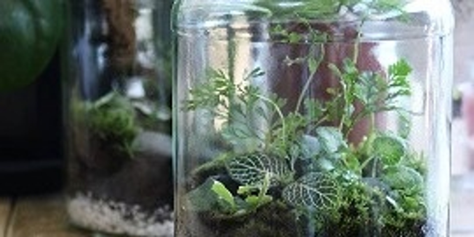 Banner image for School Holiday Terrariums