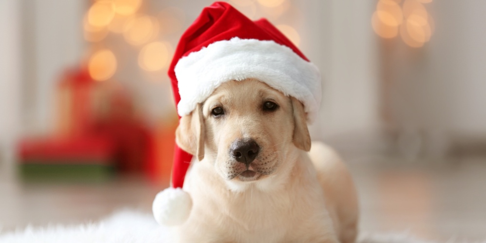 Banner image for Santa Pet Photos