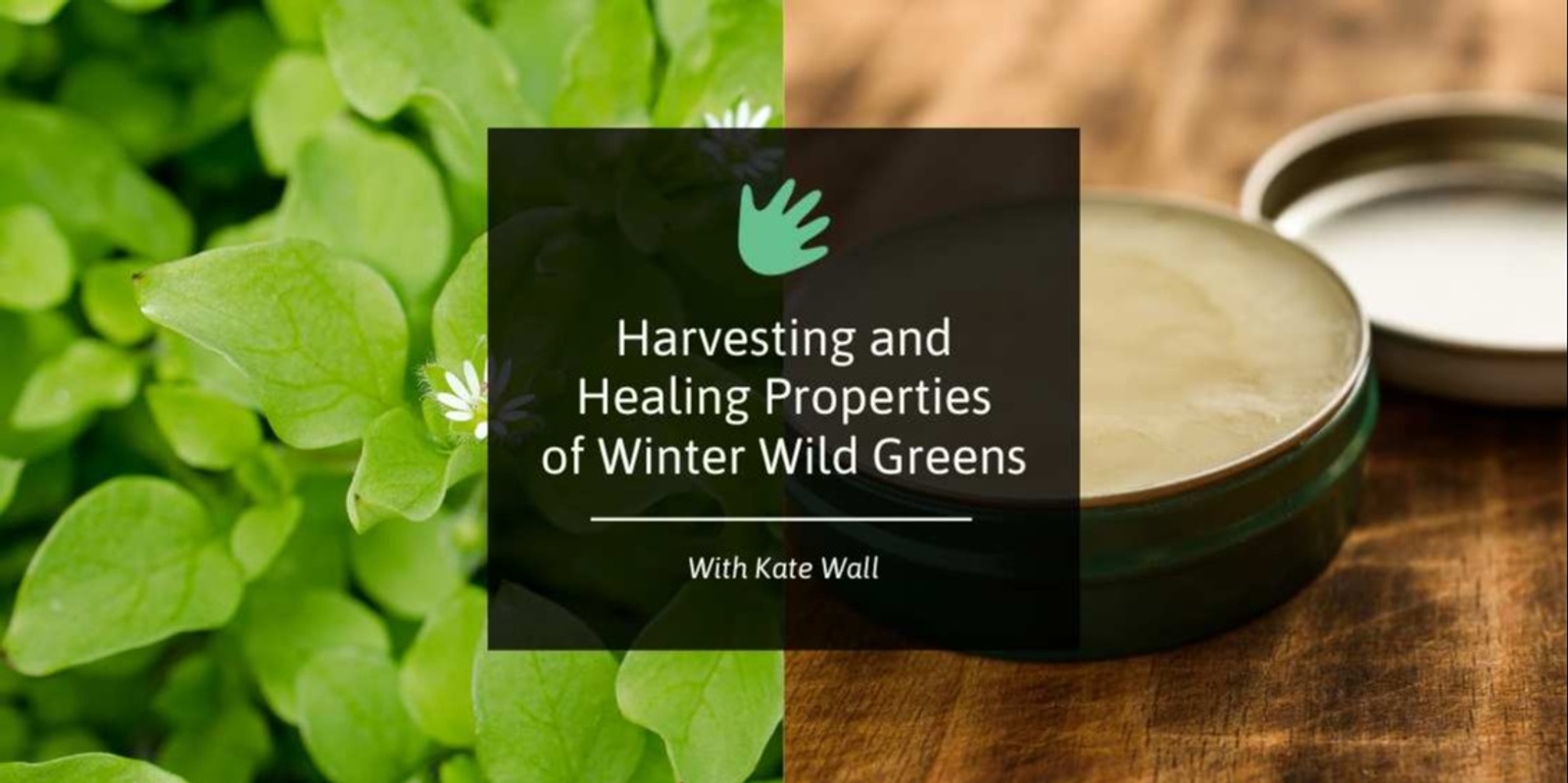 Banner image for Harvesting & Healing Properties  of Winter Wild Greens 🌼