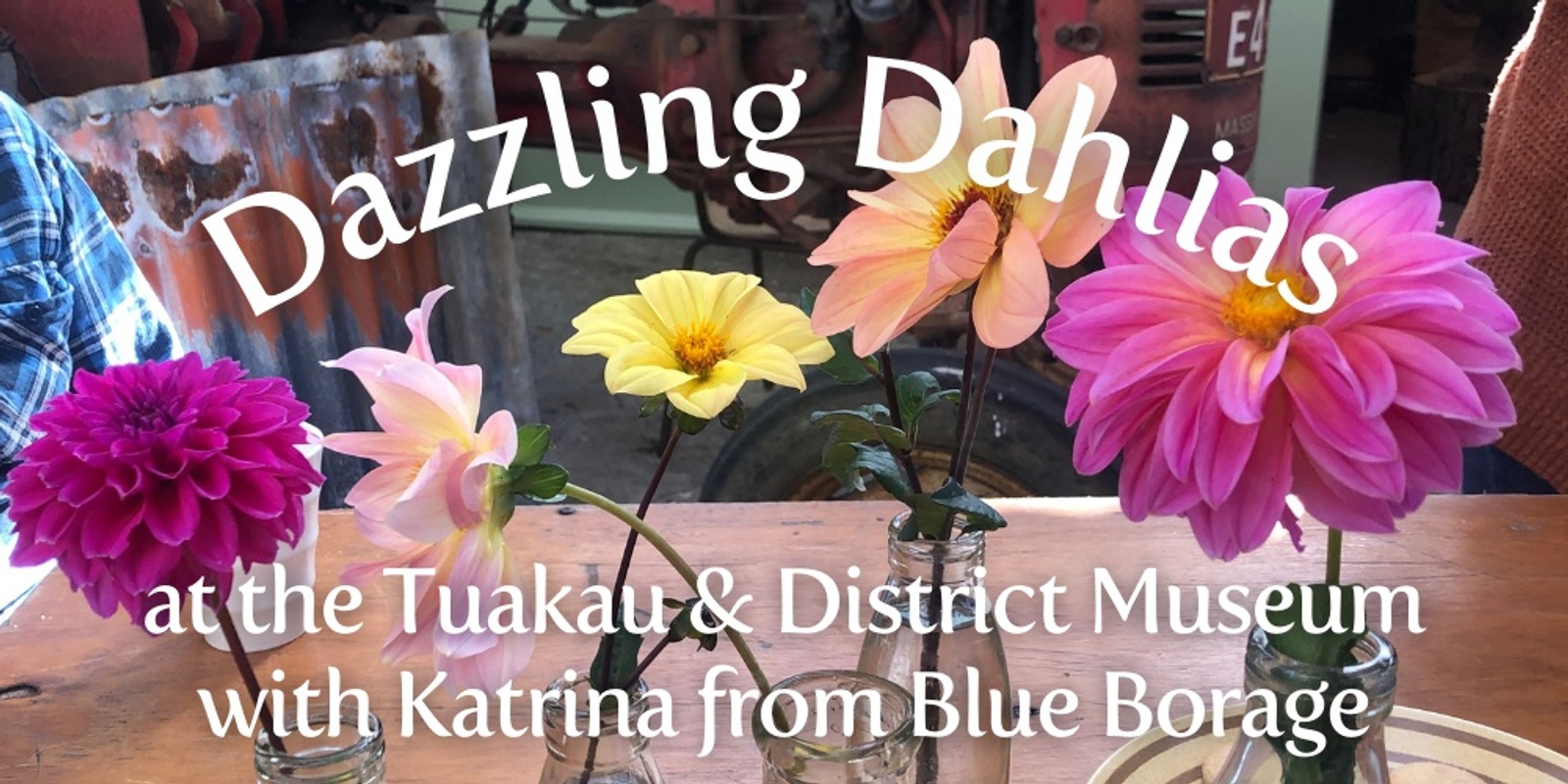 Digging up Dahlias at the Tuakau & District Museum