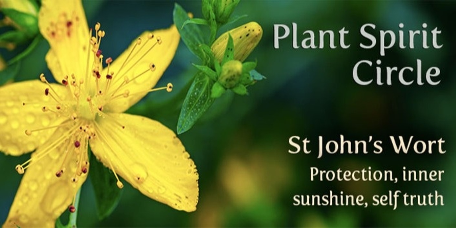 Banner image for PLANT SPIRIT CIRCLE - St John's Wort