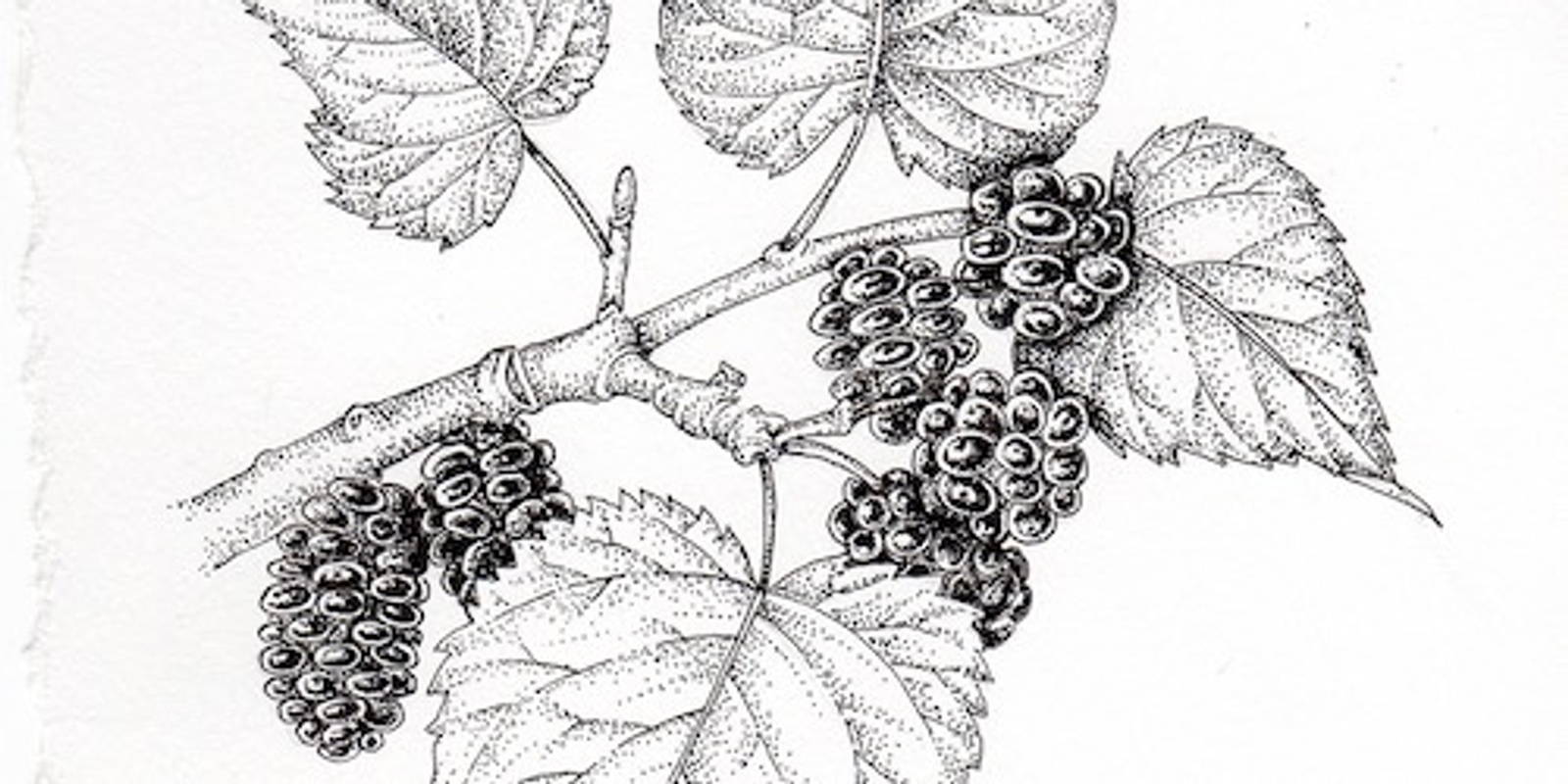 Banner image for Mulberry Festival Botanical Drawing Class