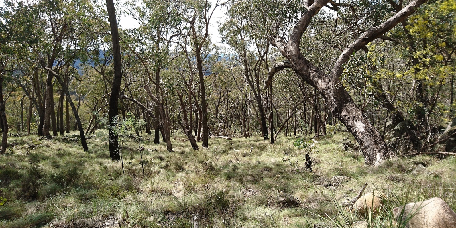 Banner image for Woomargama National Park Nature Walk