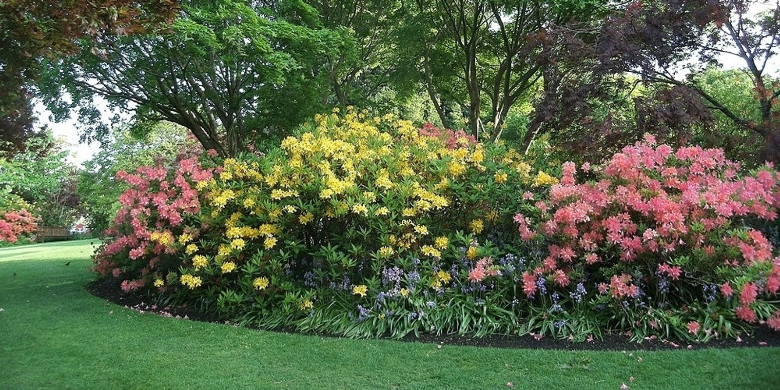 Banner image for RHODODENDRON 50th ANNIVERSARY EVENT: Painting in the Garden - Plein Air Workshop