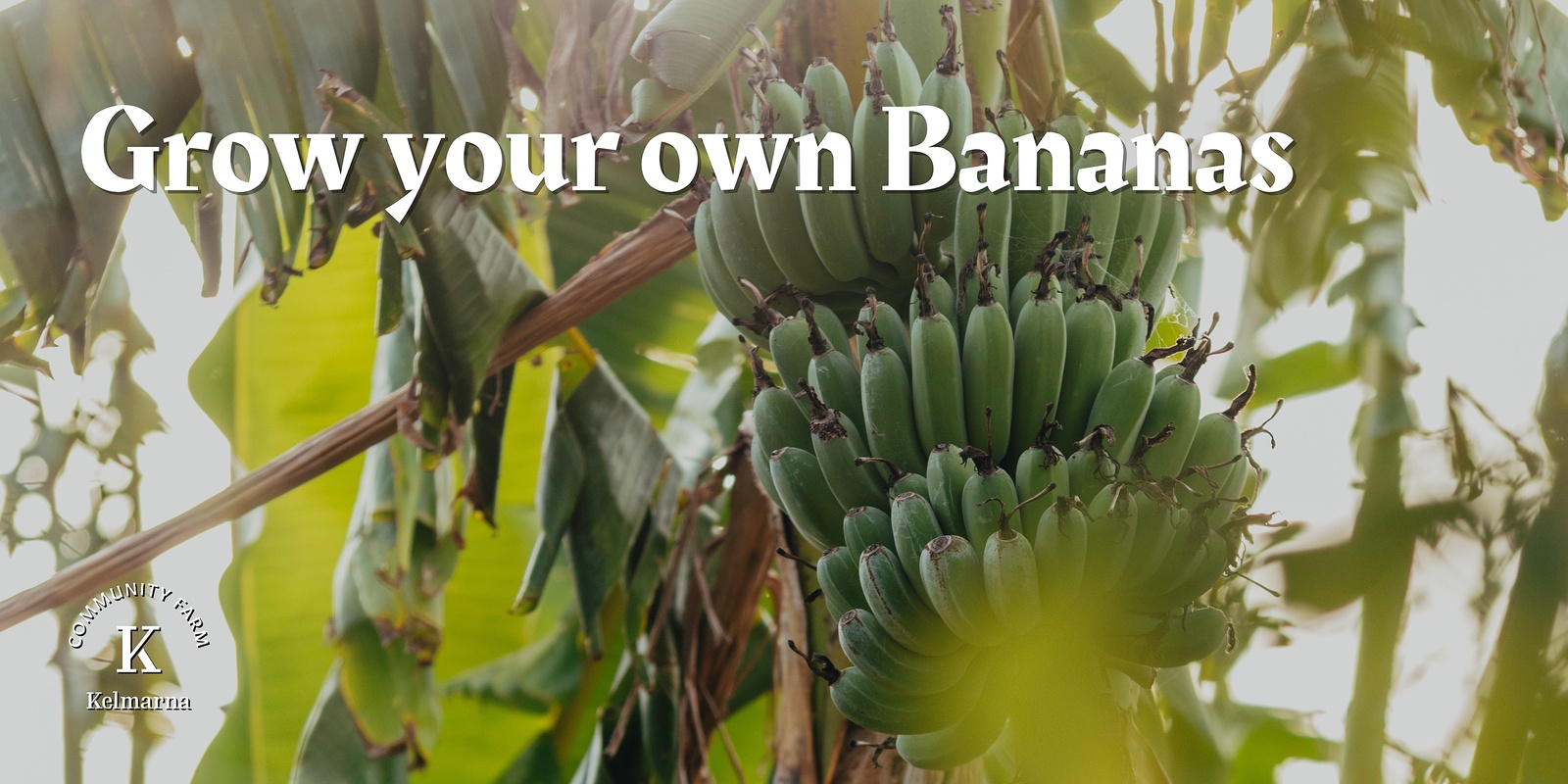 Banner image for Grow your own at home: Bananas