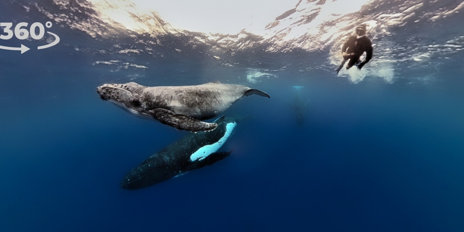 Banner image for Adelaide Planetarium 360 MEGAFauna of the Great Southern Reef Special 