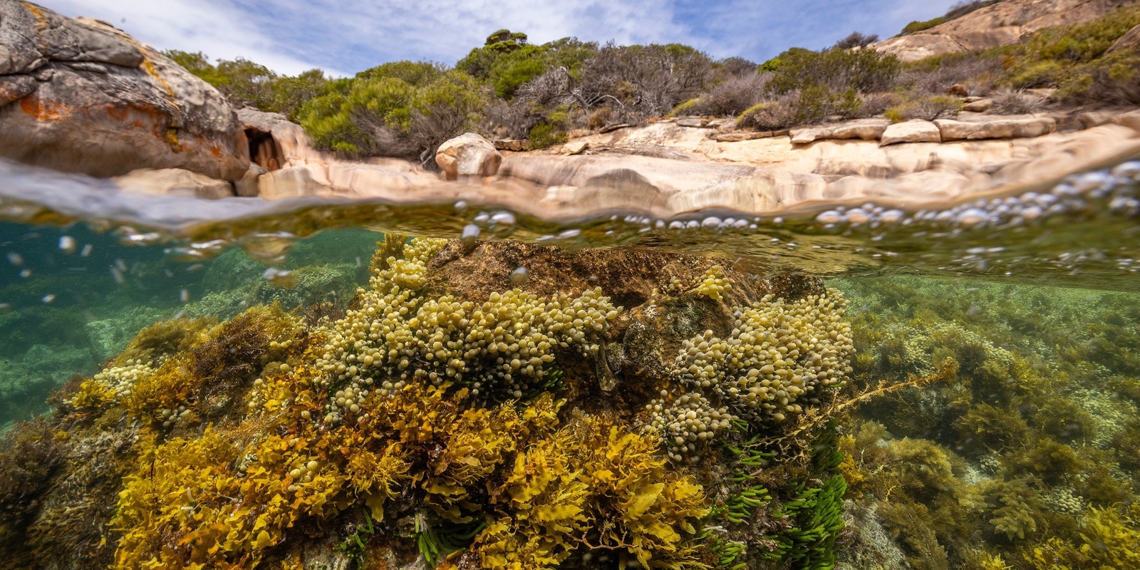 Banner image for Great Southern Reef Film Screening