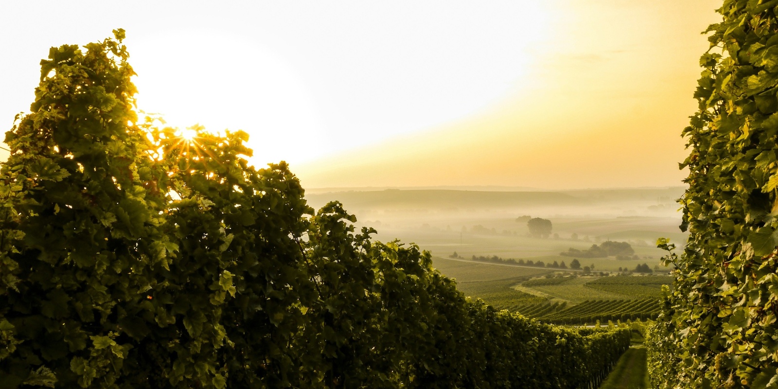 Southwest Food & Wine Festival's banner