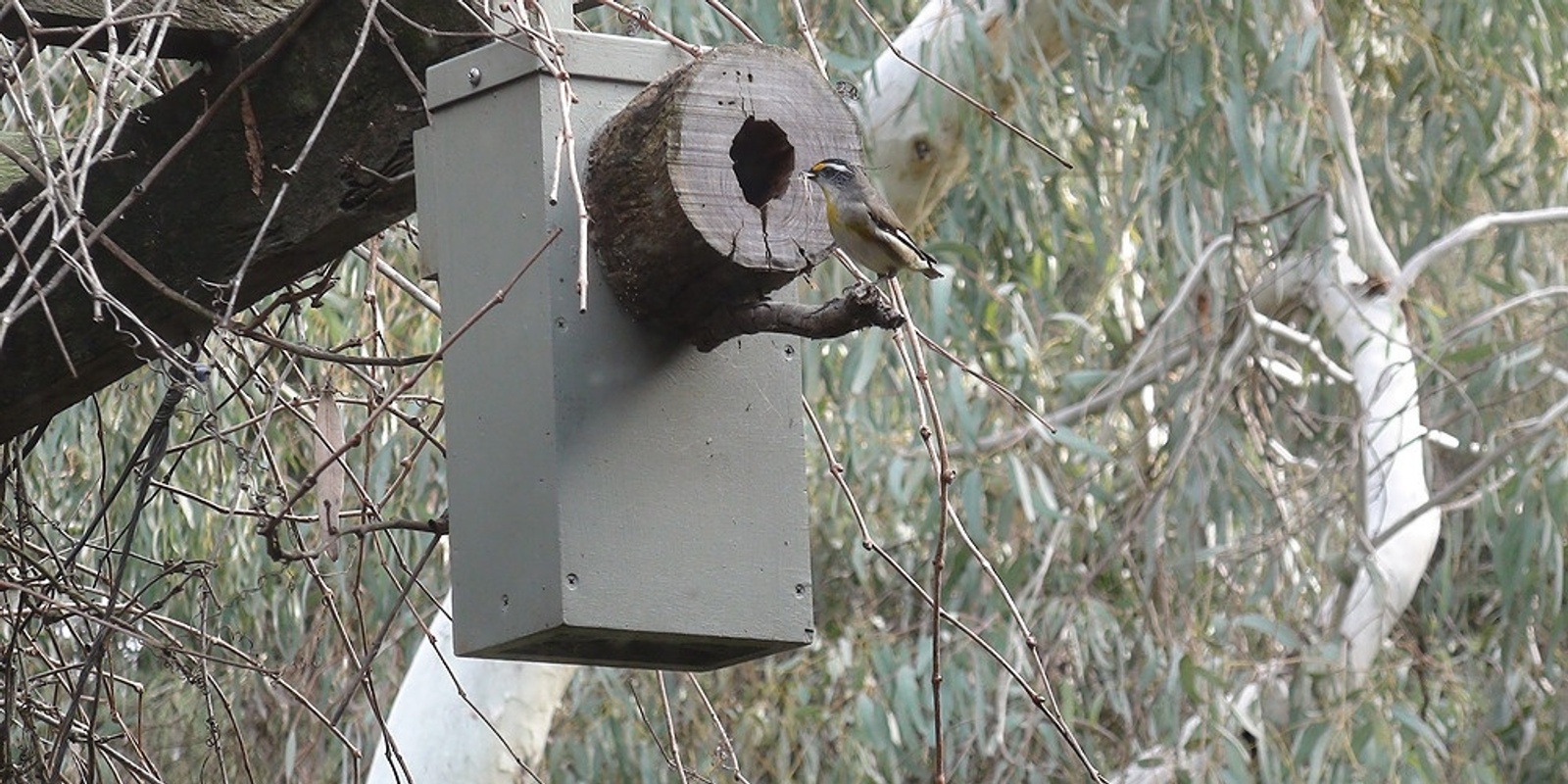 Banner image for DIY Wildlife Habitat: Nest Boxes Workshop