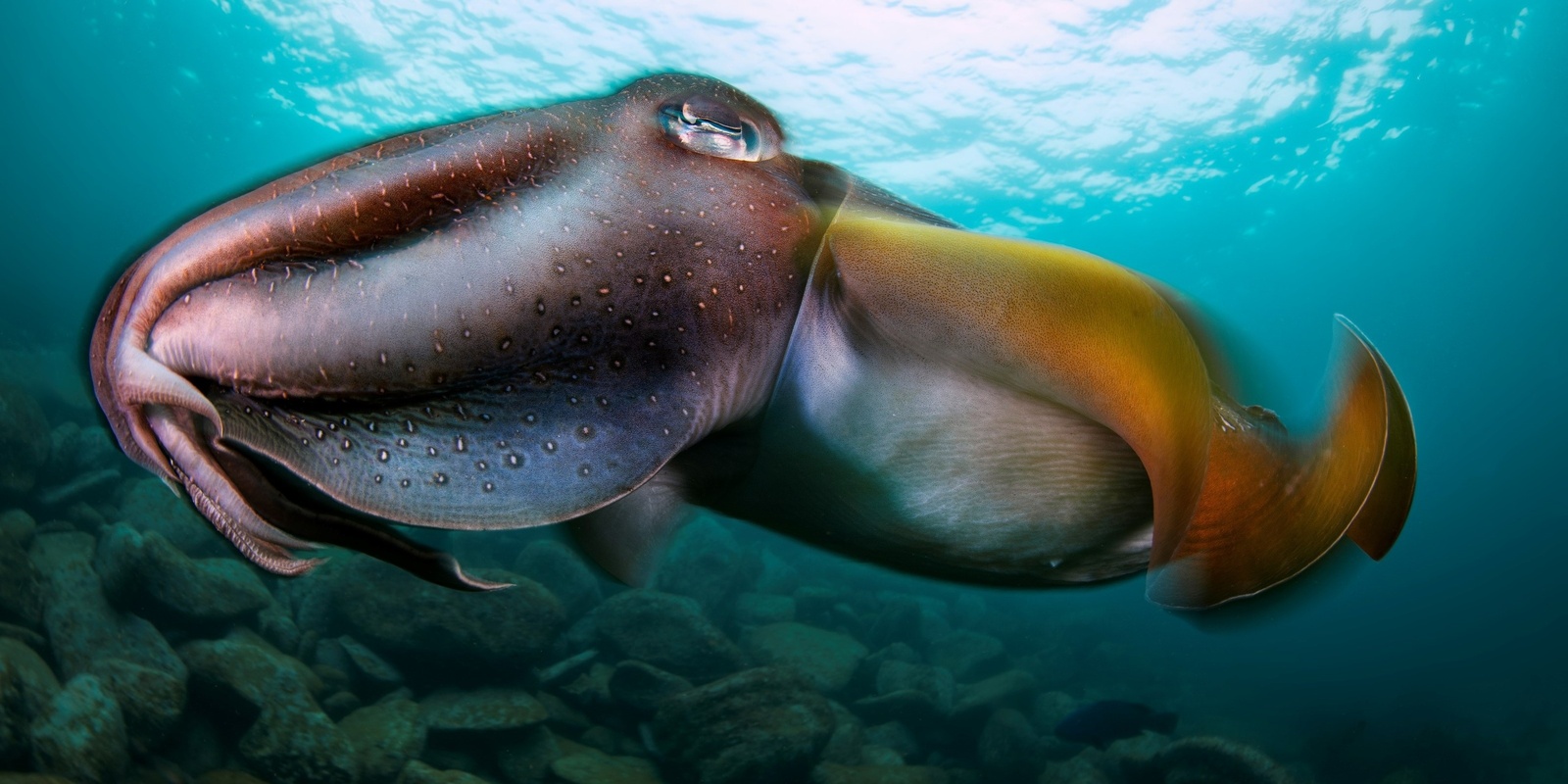 Banner image for Underwater Photography Competition Prize Giving Ceremony 2024