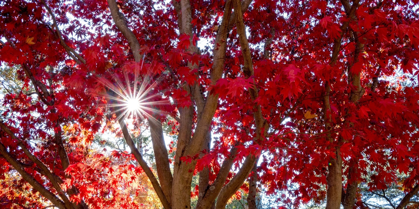 Banner image for Fall in Mount Auburn