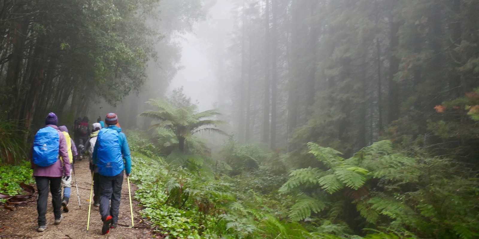 Banner image for Dandenongs - Olinda Valley and Waterfalls - Grade 4 (Medium/Hard)