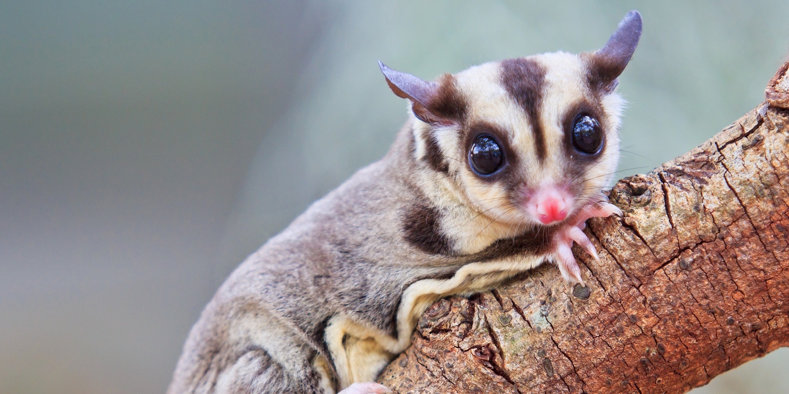 Banner image for September Krefft's Glider Check: Great Southern Bioblitz 