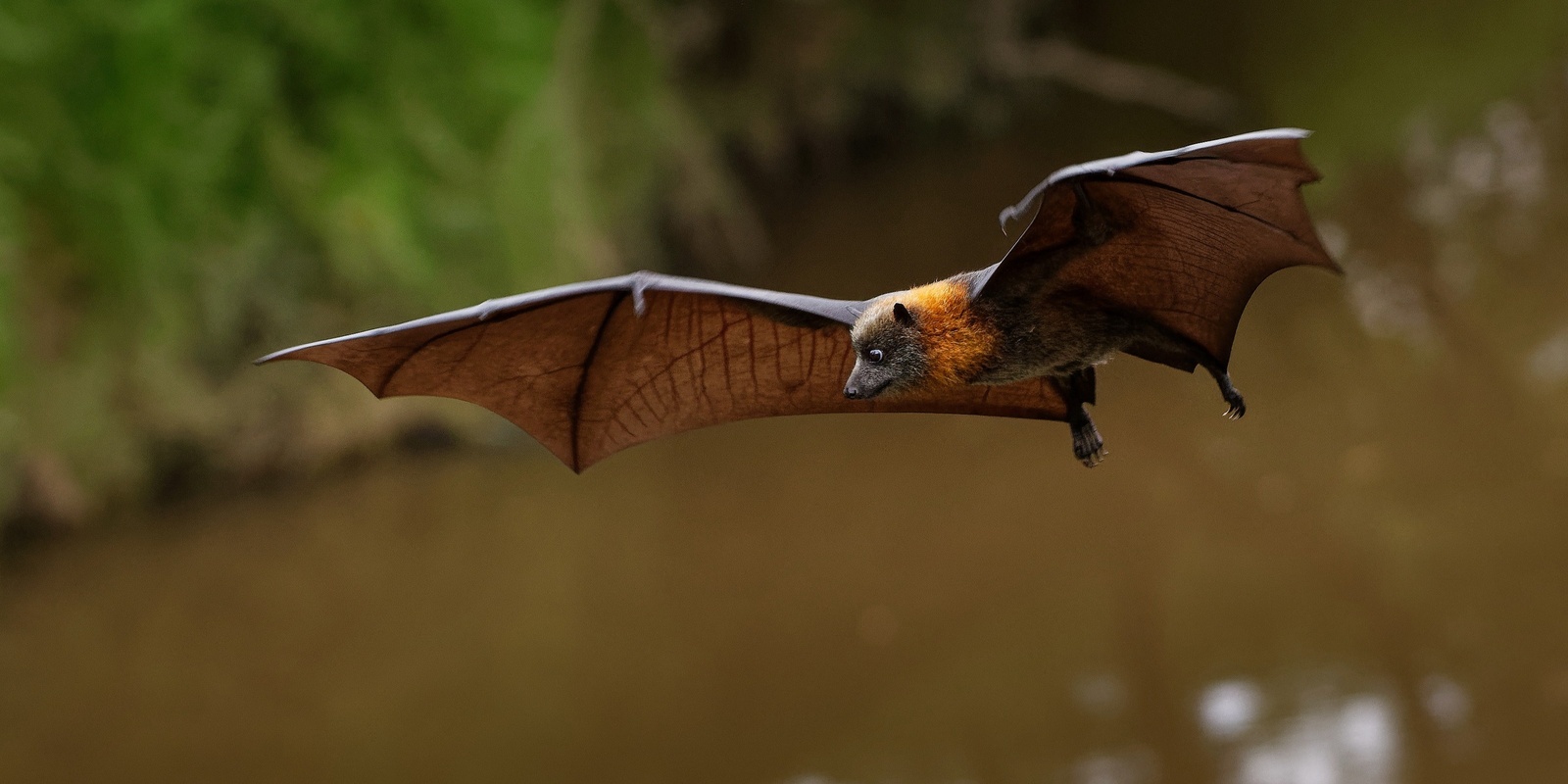 Banner image for Flying Fox Halloween Flight