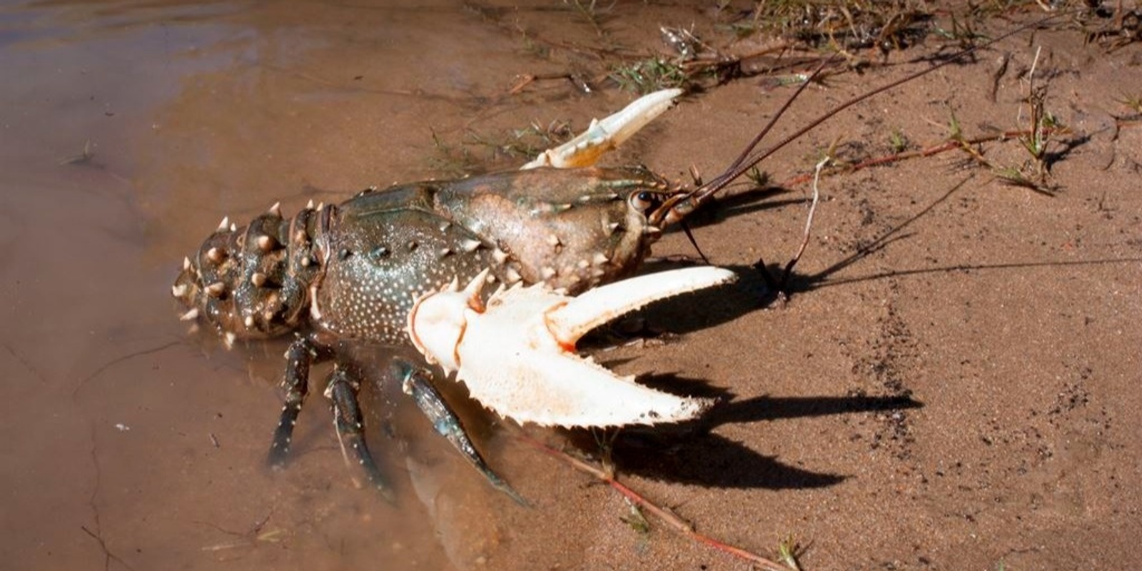 Banner image for Curious About Crayfish