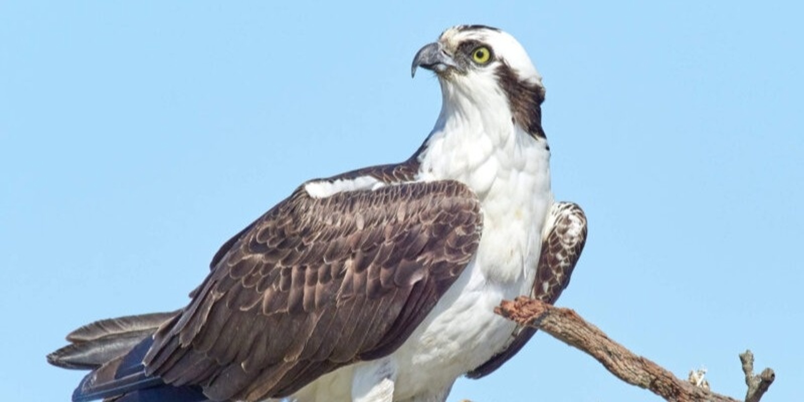 Banner image for Missoula's Osprey - More Than Meets the Eye!