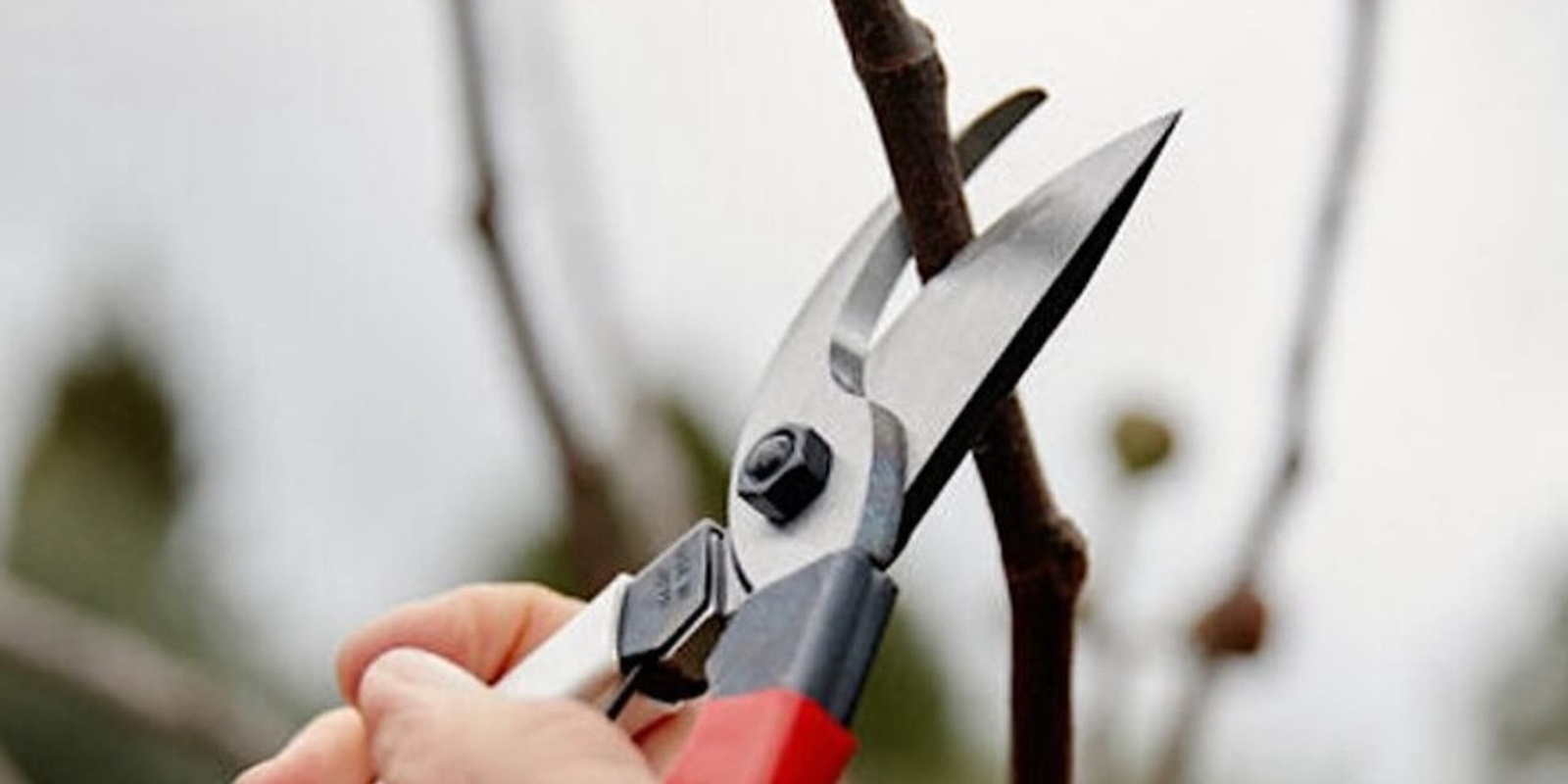 Banner image for Pruning Workshop - How to read your trees with Shinya Ueda. 