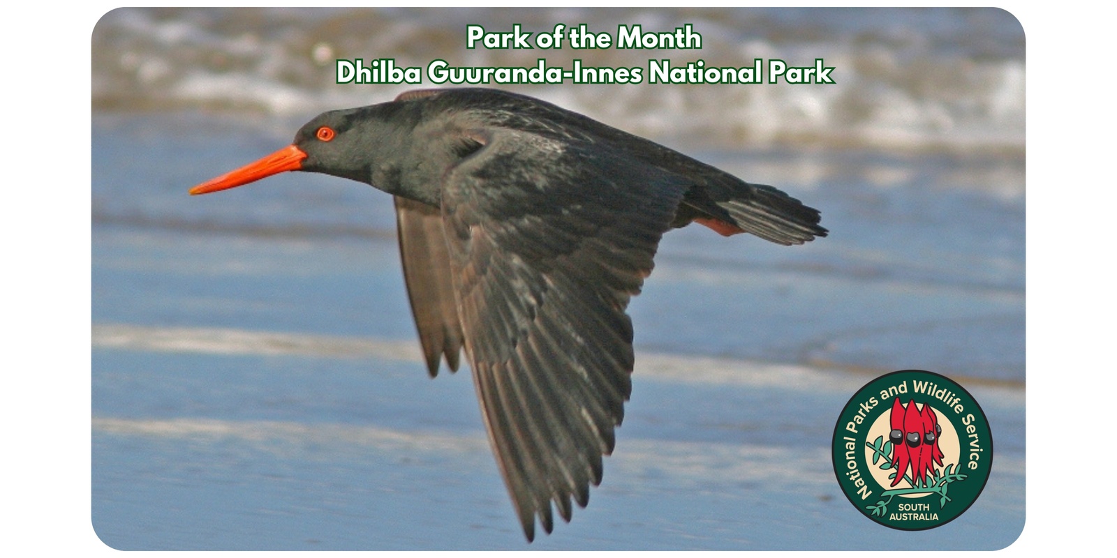 Banner image for Ranger-guided walk: Birds of Pondalowie Bay