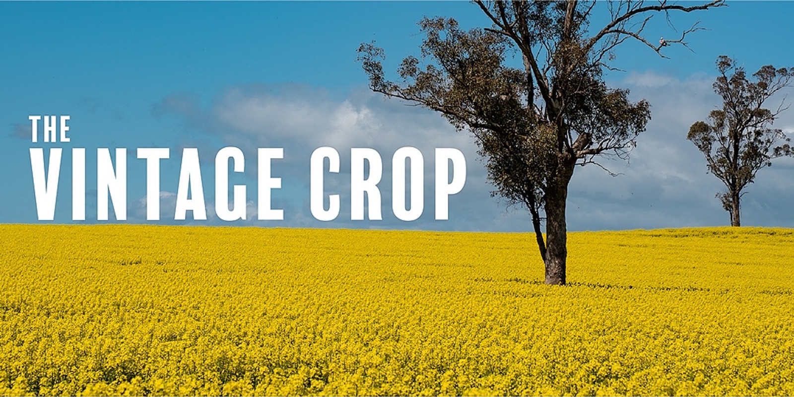 Banner image for The Vintage Crop | Adult Ensembles Concert